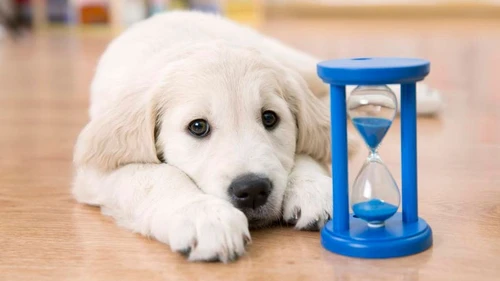 Happy dog with pet insurance protection